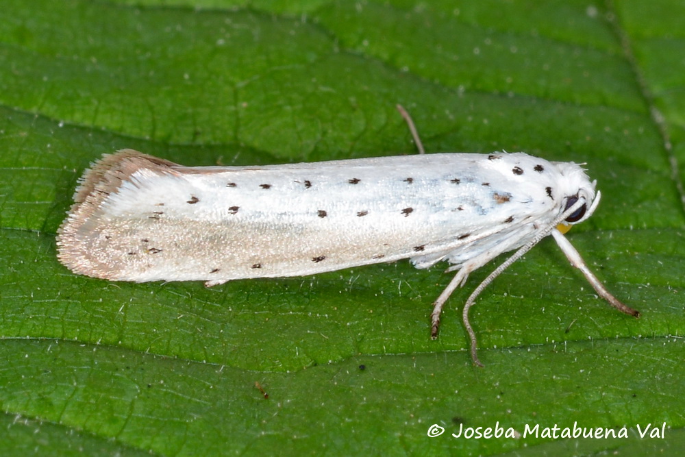 Yponomeuta rorrella - Yponomeutidae